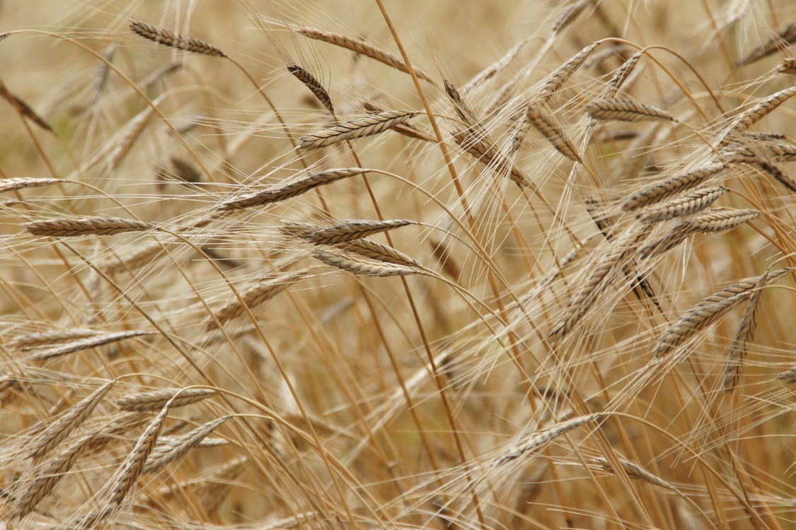 einkorn-grain-field-einkorn-wheat-40384