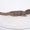 Yoruba Lizard Figure 25.5" Long - Nigeria - African Art